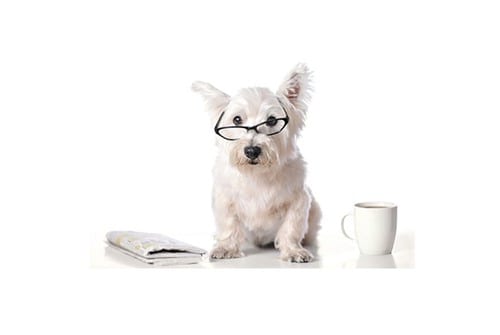 Cão usando óculos, como se estivesse lendo